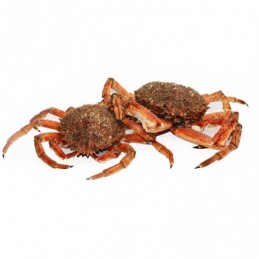 araignees-de-mer-mal-femelle